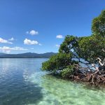 mangrove en guadeloupe